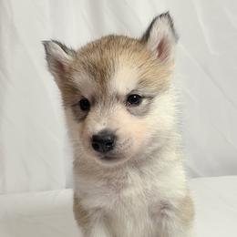 Lily - From Health Tested Parents - Gray and white female Siberian Husky puppy in Los Angeles, California from Limitless Huskies