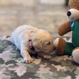 Labrador Retriever Puppies from Central Texas Labs