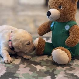 Labrador Retriever Puppies from Central Texas Labs