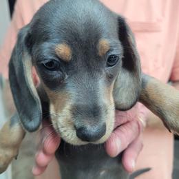 Taylor - Blue and tan female Dachshund puppy in Randolph, Texas from Spindle's Little Treasures