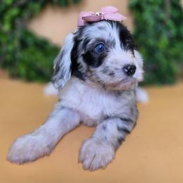 Nell - Merle female Goldendoodle puppy in Decatur, Tennessee from Diamond's Doodles