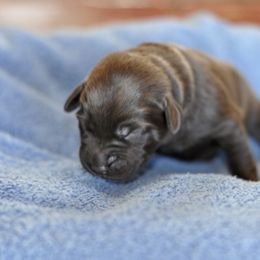 Labrador Retriever Puppies from Loudon's Labradors