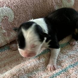 Blackie - Black tri-color female Australian Shepherd puppy in Monroe, Utah from Shawnkara Australian Shepherds & Miniature American Shepherds