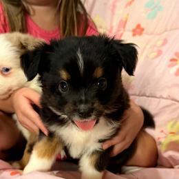 Squidward - Black tri male Miniature Australian Shepherd puppy in Buchanan, Georgia from Stanleyville Farm Mini Aussies