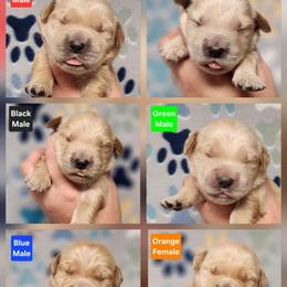 Spark Male 3 - Golden male Golden Retriever puppy in Wauseon, Ohio from Golden Sunrise Retrievers