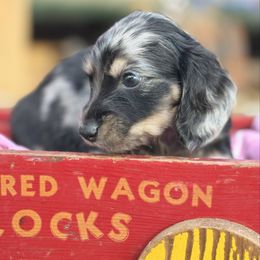 Pepper - Black and cream male Dachshund puppy in Duncanville, Alabama from Bear Creek Dachshunds