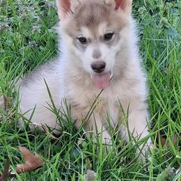 Male 1 - Dakota Red - SOLD - male Native American Indian Dog puppy in Glade Hill, Virginia from Indian Valley Kennels