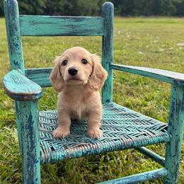 Hank - Cream male Dachshund puppy in New Albany, Mississippi from Double A. Doxies
