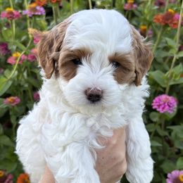 Sherman - Parti male Goldendoodle puppy in Idaho Falls, Idaho from Meadowlark Park