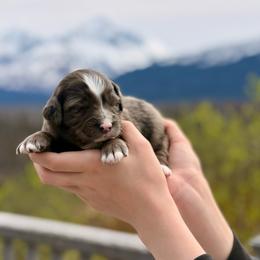 Girl 1 - Merle female Bernedoodle puppy in Anchorage, Alaska from Cascade Country Doodles