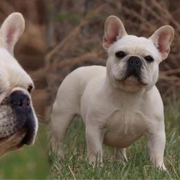 Cheese - French Bulldog