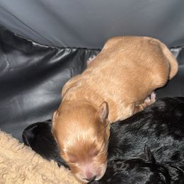 Yorkipoo Puppies from Racquel Smith