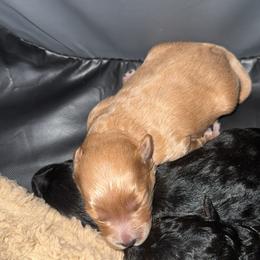Yorkipoo Puppies from Racquel Smith