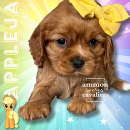 AppleJack - Ruby female Cavalier King Charles Spaniel puppy in Ammon, Idaho from Ammon Acres Cavaliers