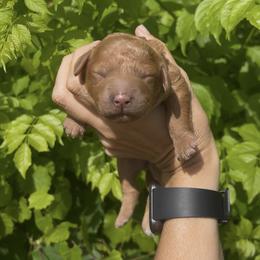 Girl 1 - Red  female Goldendoodle puppy in Cocoa, Florida from The Coastal Homestead