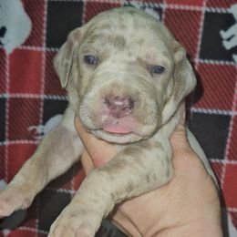 Basil - Merle female Great Dane puppy in Biscoe, North Carolina from Clouser's Bodacious Danes