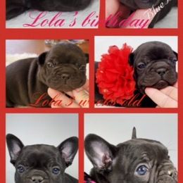 French Bulldog Puppies from Bully For You Kennels