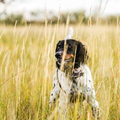 Lu - English Setter