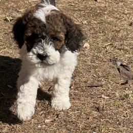 Butterfly - Tri-color female Bernedoodle puppy in Longmont, Colorado from Colorado Miniature Bernedoodle Puppies