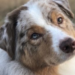 Australian Shepherds from True North Australian Shepherds