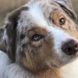 Australian Shepherds from True North Australian Shepherds