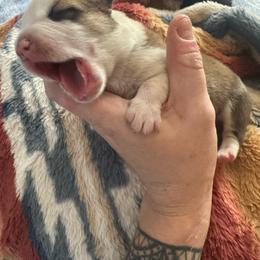 Freedom - Fawn and white male American Corgi puppy in Michigan from Enok Corgis