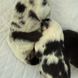 Boy 2 - Blue merle white and tan male Shetland Sheepdog puppy in Chandler, Arizona from Az K9 Companions