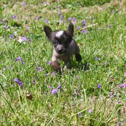 Chihuahua and Chinese Crested Puppies from Western Kentucky Chihuahua’s and Chinese Crested’s