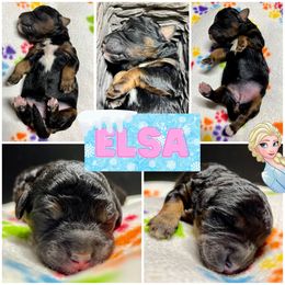 Goldendoodle and Poodle Puppies from SnickerDoodlePups