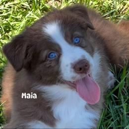 Maia - Red tri-color female Australian Shepherd puppy in Magee, Mississippi from Paint ByNumbers Ranch