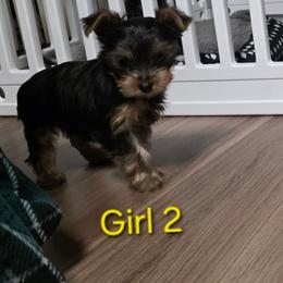 Girl 2 (Pink Collar) - Black and tan female Yorkshire Terrier puppy in Toledo, Ohio from Laura's Yorkies