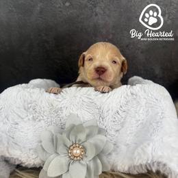 Jean Grey - White female Companion Cross puppy in Utah County, Utah from Big Hearted Breeders
