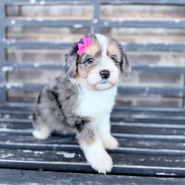 Acorn - Blue merle female Aussiedoodle puppy in Cartersville, Georgia from Simply Blessed Doodles