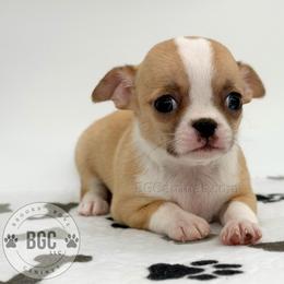 Poppy - Fawn female Chihuahua puppy in Forsyth, Georgia from Brooks Grove Canines LLC