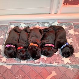 1st pick female - Black female Cane Corso puppy in Branson, Missouri from Silver Summit Cane Corso