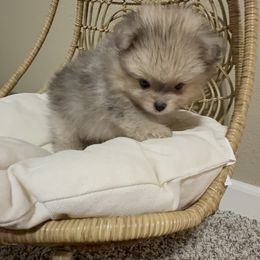 Pomeranian Puppies from JD Poms