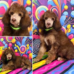Green Collar - Brown male Poodle puppy in Houma, Louisiana from Smart Azz Poodles