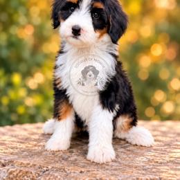 Poppy - Tri-color female Bernedoodle puppy in Greenville, Texas from Doodles of Promise