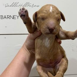 Barney - Apricot male Goldendoodle puppy in Rienzi, Mississippi from Saddle Hill Farms