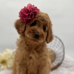 Cora - female Golden Mountain Doodle puppy in Ocala, Florida from Bernedoodles of Florida