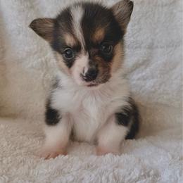 Girl 2 - Black and tan female Pembroke Welsh Corgi puppy in Northwood, Iowa from Sorrel Sands Corgis