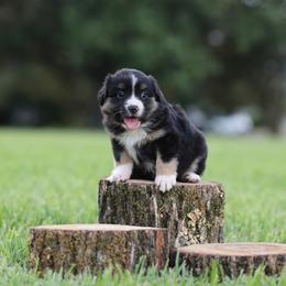 Venus - Blue merle female Miniature Australian Shepherd puppy in White Oak, Texas from Triple Lake Ranch Miniature Australian Shepherds