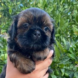 Blue - Tricolor male Shih Tzu puppy in Chico, California from North State Shih tzus