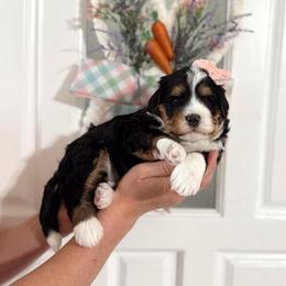 Tinkerbell - Tri-color female Bernedoodle puppy in Payson, Utah from The Puppy Nest