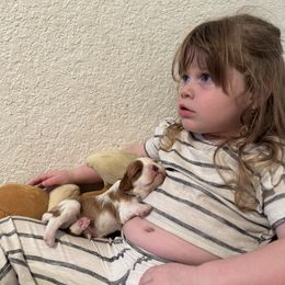 Cavalier King Charles Spaniel Puppies from Sunshine State Cavaliers