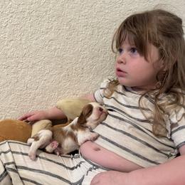 Cavalier King Charles Spaniel Puppies from Sunshine State Cavaliers