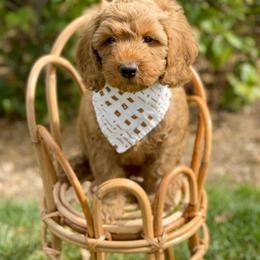 Australian Labradoodle Puppies from Pixie Doodle Paws