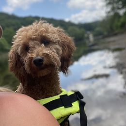 Charlee - Goldendoodle