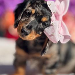Trixie - Dapple female Dachshund puppy in Lakeland, Florida from Elite Doxies Florida