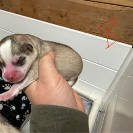 Boy 3 - Wolf sable male Pomsky puppy in Greenfield, Minnesota from SRF Pomskies